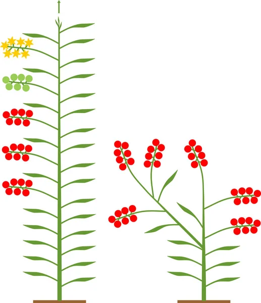 Plantes Tomates Déterminées Indéterminées Feuilles Vertes Tomates Rouges Isolées Sur — Image vectorielle
