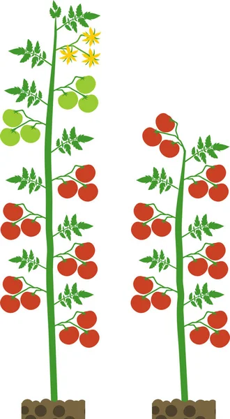 Yeşil yaprak lı ve beyaz arka planda izole edilmiş kırmızı domatesli belirli ve belirsiz domates bitkileri