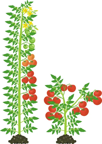 在白色背景上分离出绿叶和红色番茄的确定和不确定的番茄植物 — 图库矢量图片