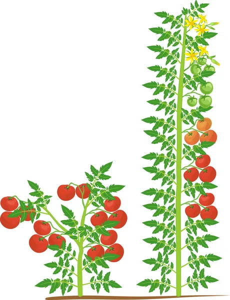 Yeşil yaprak lı ve beyaz arka planda izole edilmiş kırmızı domatesli belirli ve belirsiz domates bitkileri