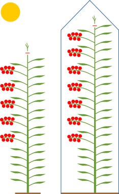 Nasıl belirsiz domates bitki budamak için. Domates budama şeması