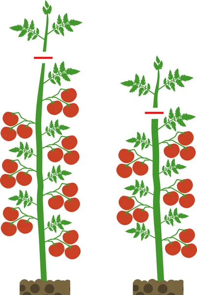 Hur Man Beskär Obestämt Tomater Anläggning Tomat Beskärning System — Stock vektor
