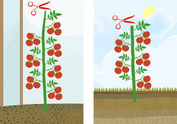 Πώς Κλαδέψεις Αόριστες Ντομάτες Φυτό Σχέδιο Κλάδεμα Ντομάτας — Διανυσματικό Αρχείο
