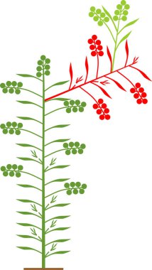 Beyaz zemin üzerinde yaprak ve domatesli yarı kararlı domates bitkisi