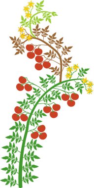 Beyaz arka planda yeşil yapraklı yarı kararlı domates ve kırmızı domatesler.