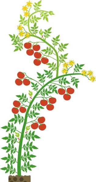 Beyaz arka planda yeşil yapraklı yarı kararlı domates ve kırmızı domatesler.