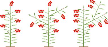 Domates çeşitlerini belirleyen oluşum şeması