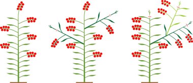 Domates çeşitlerini belirleyen oluşum şeması