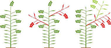 Domates çeşitlerini belirleyen oluşum şeması