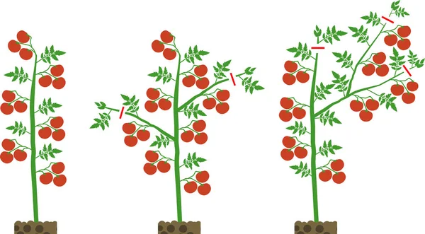 Scheme Formation Determinate Tomato Varieties — Stock Vector