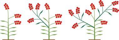 Formasyon Şeması Cüce domates çeşitleri