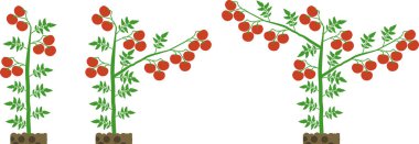 Formasyon Şeması Cüce domates çeşitleri