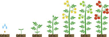 Domates bitkisinin yaşam döngüsü. Beyaz arka planda izole olgun kırmızı domates ile çiçekli ve meyvebitki tohum büyüme aşamaları