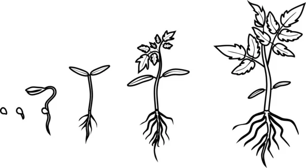 Kleurplaat Levenscyclus Van Tomatenplant Groeistadia Van Tomatenplant Van Het Planten — Stockvector