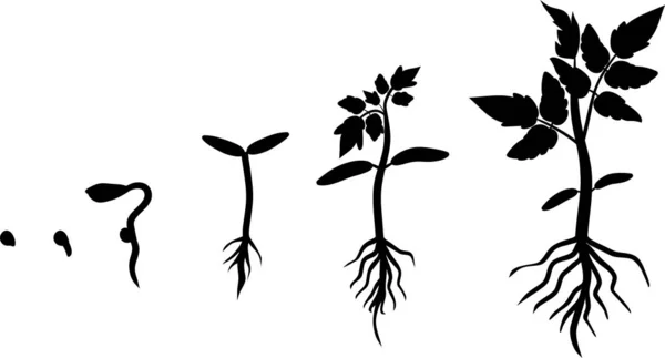 토마토 식물의 라이프 사이클의 실루엣 토마토 식물의 단계는 배경에 씨앗을 — 스톡 벡터