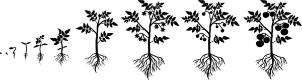 Silueta Životního Cyklu Rajčatové Rostliny Růstové Etapy Semen Kvetoucí Ovocné — Stockový vektor