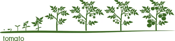 Життєвий Цикл Томатної Рослини Етапи Росту Від Насіння Квітучої Плодоносної — стоковий вектор