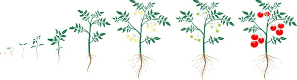 Životní Cyklus Rajčatové Rostliny Růstové Etapy Semen Kvetoucí Ovocné Rostliny — Stockový vektor