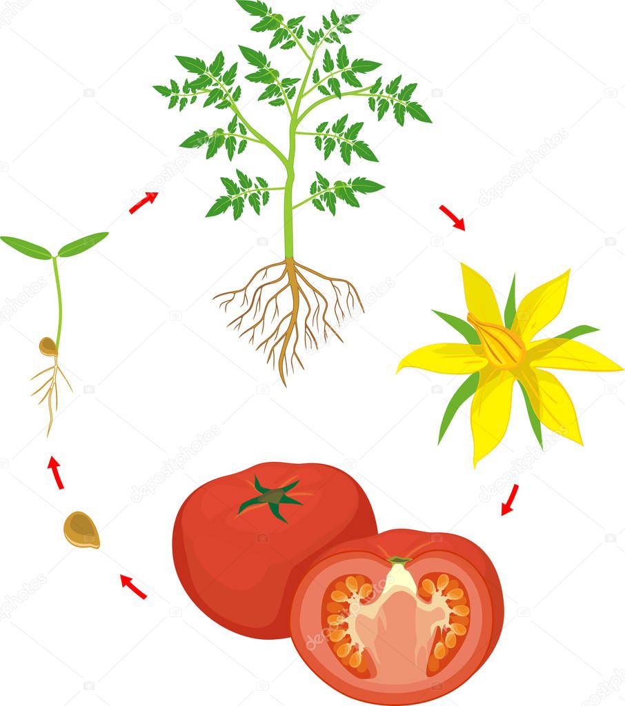 Life cycle of tomato plant. Growth stages from seed and sprout to harvest isolated on white background
