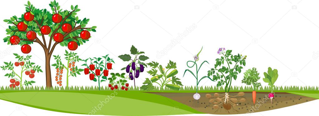 Kitchen garden or vegetable garden with different vegetables and fruit trees