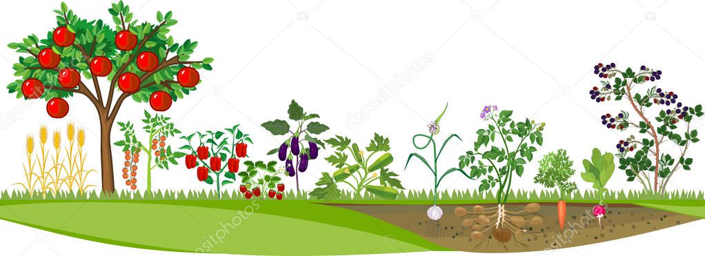 Kitchen garden or vegetable garden with different vegetables and apple tree with ripe red fruits. Harvest time
