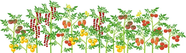 Frontera Plantas Agrícolas Vista General Del Grupo Plantas Frutales Tomate — Vector de stock