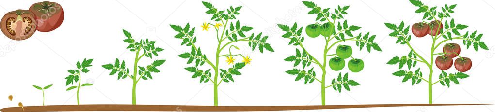 Life cycle of tomato plant. Growth stages from seed to flowering and fruiting plant with ripe black-red tomatoes isolated on white background