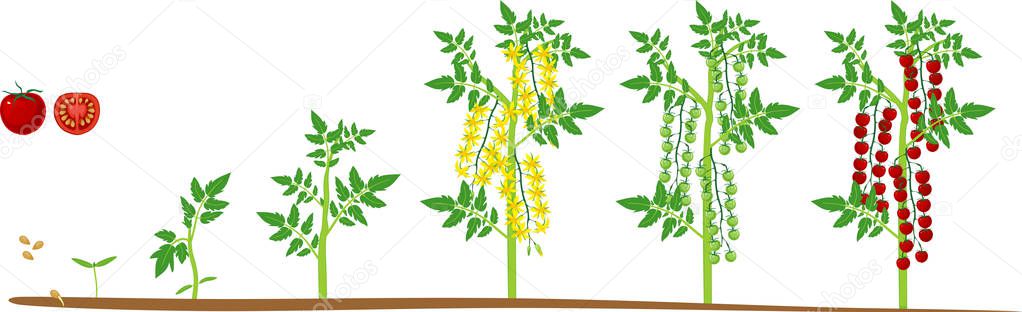 Life cycle of Cherry tomato plant. Growth stages from seed to flowering and fruiting plant with ripe red tomatoes isolated on white background