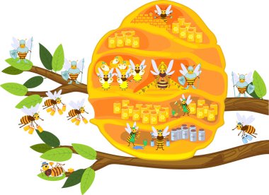 Sarı karikatür arı kovanı ağaç dalı ve bal arısı ailesi beyaz arka plan üzerinde izole. Arı kovanının iç yapısı