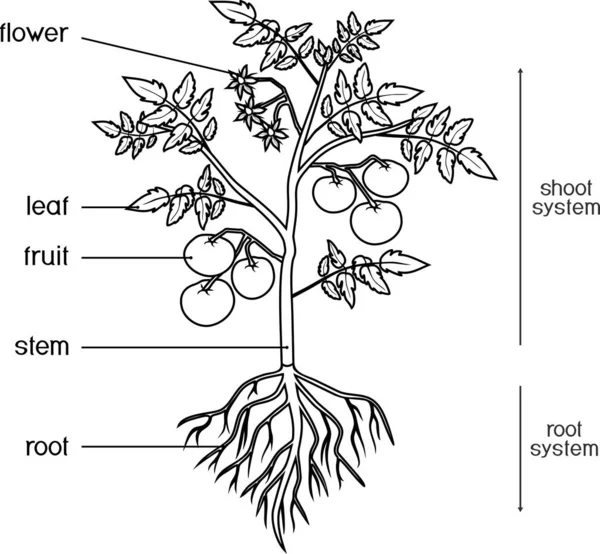 Målarbok Delar Anläggningen Morfologi Tomatplantor Med Löv Frukter Blommor Och — Stock vektor