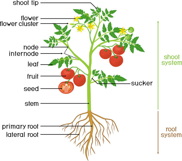 Части растения. Морфология томатного растения с зелеными листьями, красными фруктами, желтыми цветами и корневой системой на белом фоне с названиями
