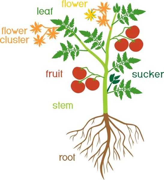 Partes Planta Morfologia Planta Tomate Com Folhas Verdes Frutos Vermelhos —  Vetores de Stock
