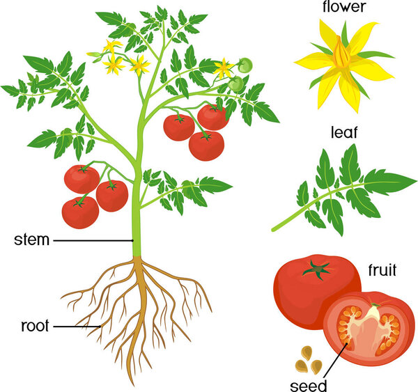 Parts of plant. Morphology of tomato plant with green leaves, red fruits, yellow flowers and root system isolated on white background with titles