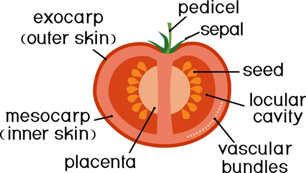 Delen Van Planten Morfologie Anatomie Van Tomaten Rijp Rood Fruit — Stockvector