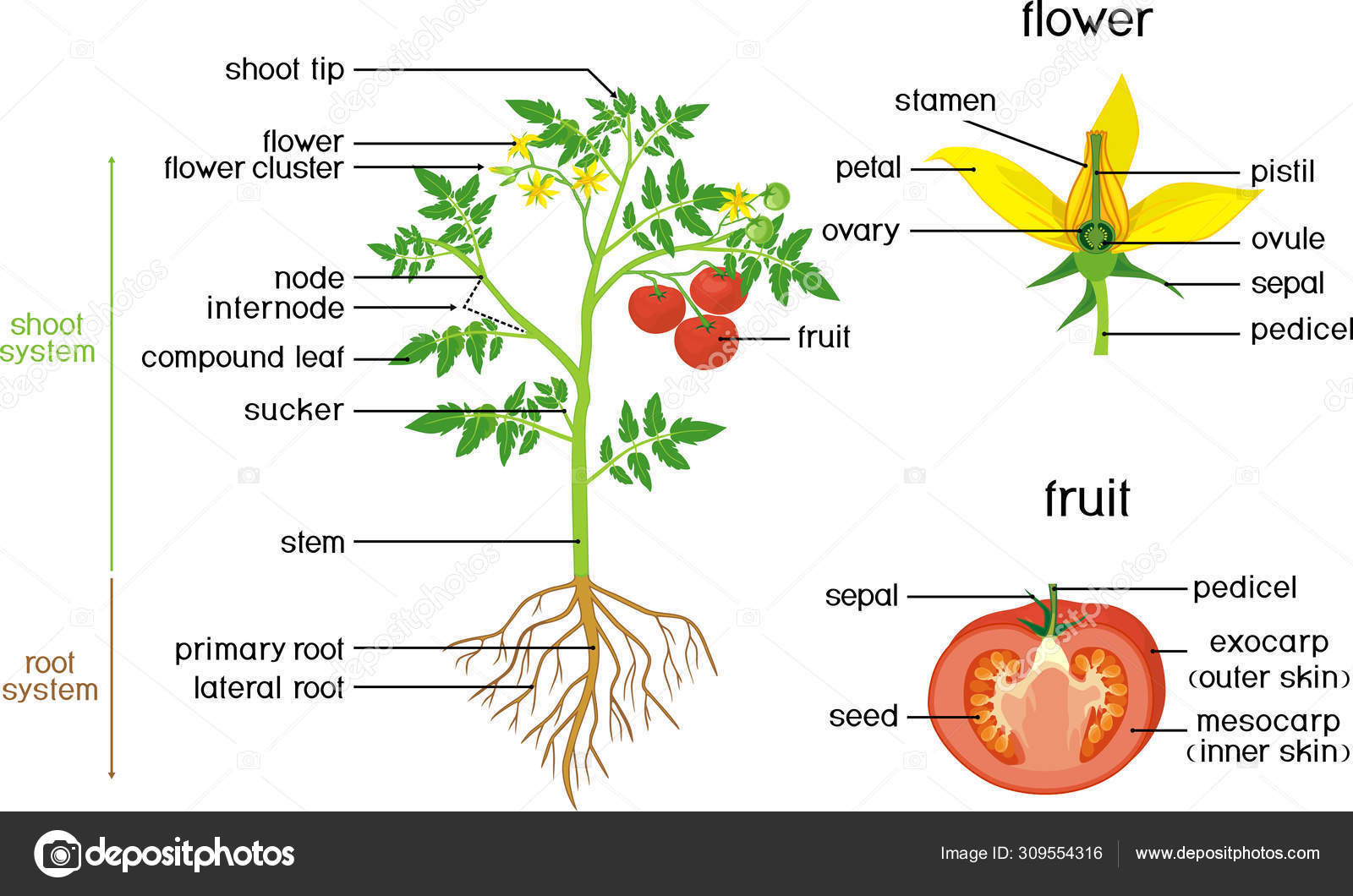 Parts Plant Morphology Tomato Plant Green Leaves Red Fruits Yellow ...