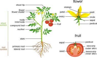 Parts of plant. Morphology of tomato plant with green leaves, red fruits, yellow flowers and root system isolated on white background with titles clipart