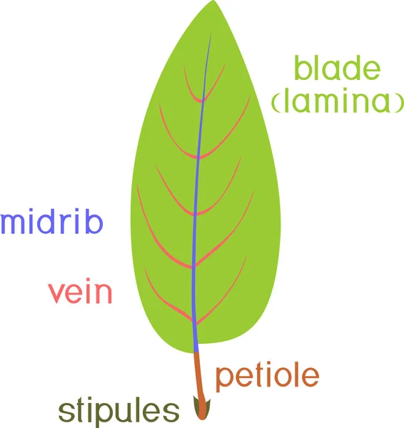 Części Roślin Struktura Liści Roślin Tytułem — Wektor stockowy
