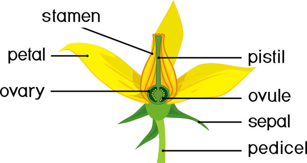 Parts of flower. Morphology of tomato plant flower with titles