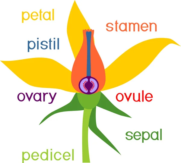 Çiçek Parçaları Başlıklar Ile Domates Bitki Çiçek Morfolojisi — Stok Vektör