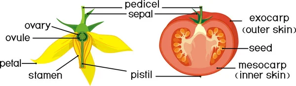 Növényrészek Paradicsom Morfológiája Anatómiája Érett Piros Gyümölcs Sárga Virág Paradicsomgyümölcs — Stock Vector