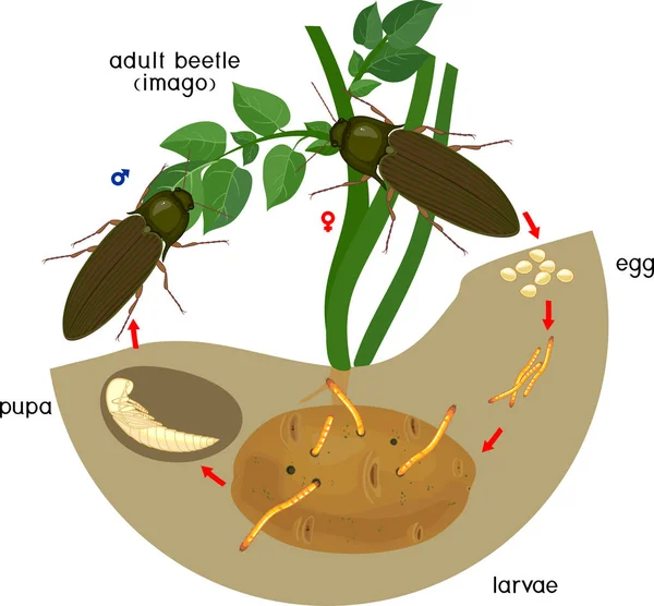 Click Beetle Yaşam Döngüsü Yumurta Larvadan Kablo Solucanı Bahçedeki Yetişkin — Stok Vektör