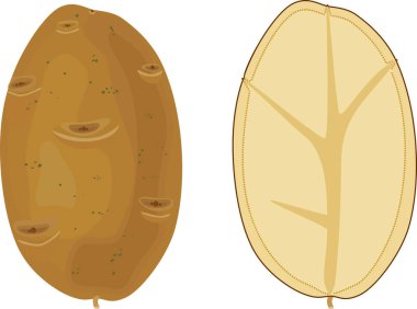 Patates yumrusu ve patates yumrusu beyaz arka planda izole edilmiş.