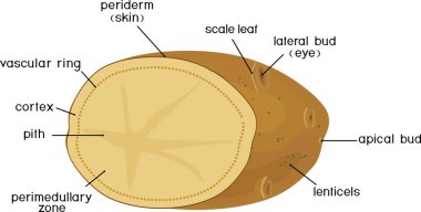 Bitki parçaları. Patates yumrusunun morfolojisi ve anatomisi. Beyaz arkaplanda izole edilmiş bölümdeki yapı