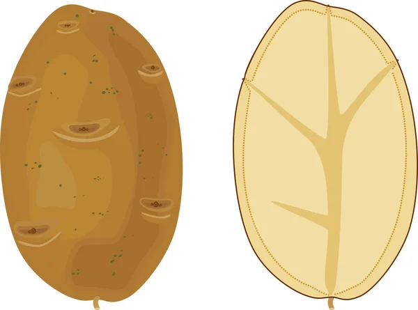 Tubérculo Patata Tubérculo Patata Sección Aislada Sobre Fondo Blanco — Archivo Imágenes Vectoriales