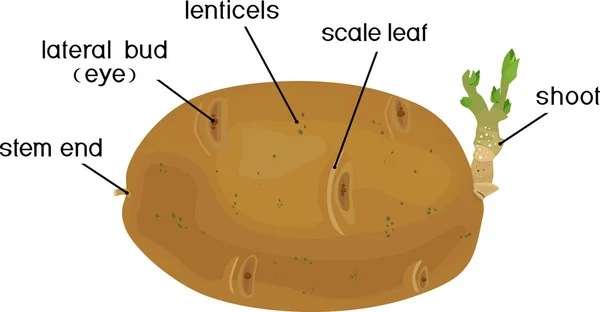 Partes Planta Morfología Anatomía Del Tubérculo Patata Germinado — Vector de stock