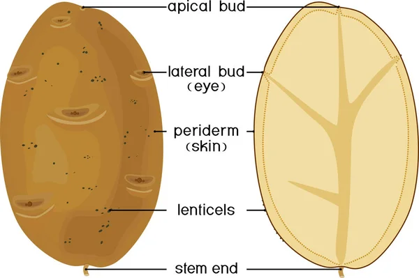 Delen Van Installaties Morfologie Anatomie Van Aardappelknollen Structuur Sectie Geïsoleerd — Stockvector