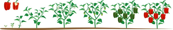 辣椒植物的生命周期 从种子到开花和结实植物的生长阶段 有成熟的红辣椒 从白色背景分离出来 — 图库矢量图片
