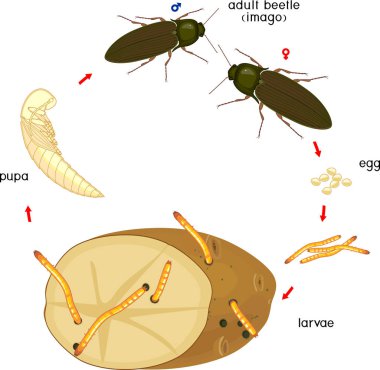 Click Beetle 'ın yaşam döngüsü. Yumurta ve larvadan (kablo solucanı) beyaz arka planda izole edilmiş yetişkin böceğe kadar klik böceğinin gelişim aşamaları dizisi