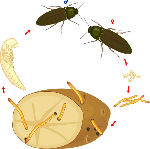 Cykl Życia Chrząszcza Robaka Przewodowego Sekwencja Etapów Rozwoju Chrząszcza Click — Wektor stockowy