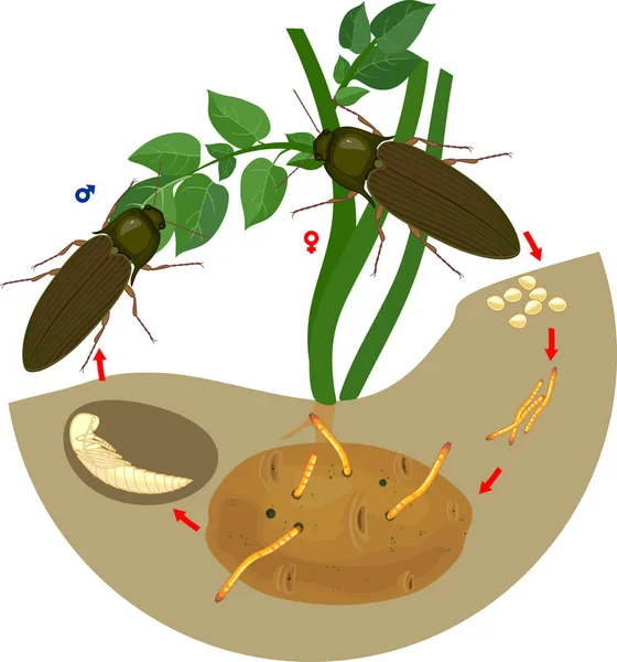 Levenscyclus Van Click Kever Draadworm Volgorde Van Ontwikkelingsstadia Van Click — Stockvector